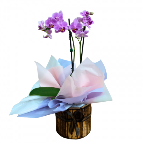 Mini Orquídea 2 Hastes Pote 9 "Cor variada"